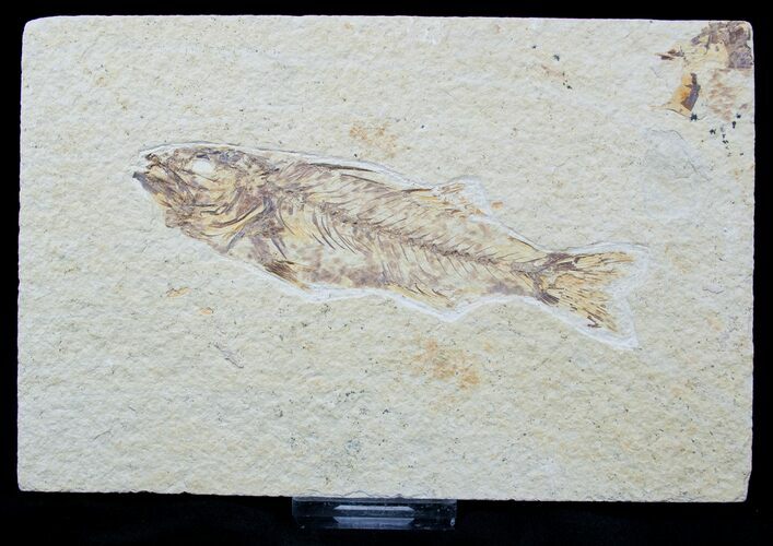Bargain Knightia Fossil Fish #1567